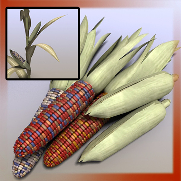 3ds max indian corn - Indian Corn Field Ear Maize by Braden Lehman